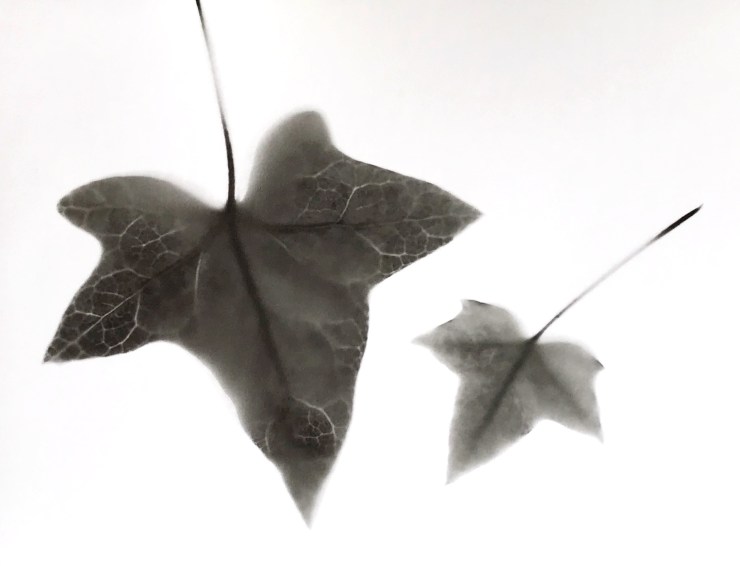 Using Harmon Direct Positive Paper to make photograms - Elderflower Ephemera